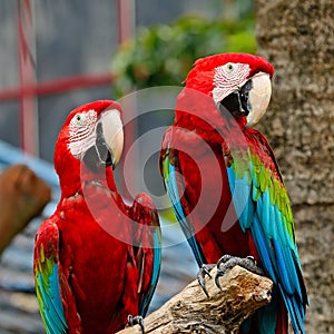 Greenwinged Macaw