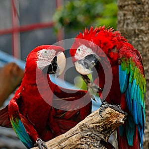 Greenwinged Macaw