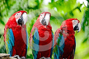 Greenwinged Macaw