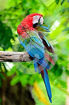 Greenwinged Macaw