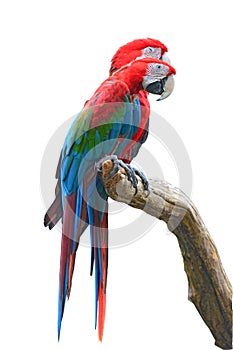 Greenwinged Macaw