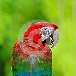 Greenwinged Macaw