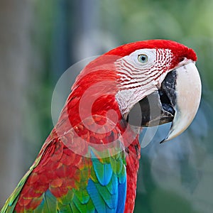 Greenwinged Macaw