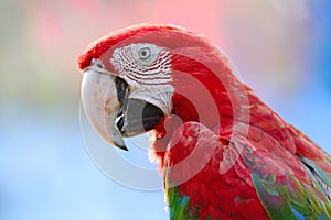 Greenwinged Macaw