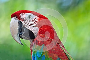 Greenwinged Macaw