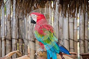 Greenwinged Macaw