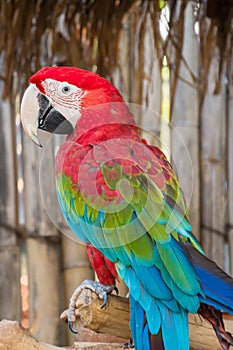 Greenwinged Macaw