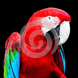 Greenwinged Macaw