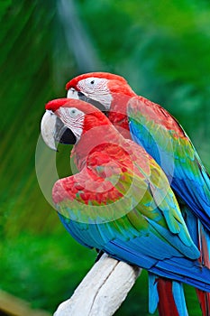 Greenwinged Macaw