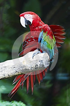 Greenwinged Macaw