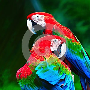 Greenwinged Macaw