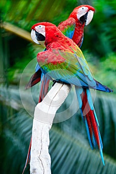 Greenwinged Macaw