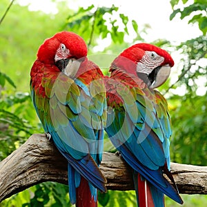 Greenwinged Macaw