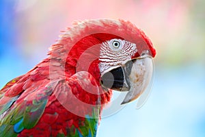 Greenwinged Macaw photo