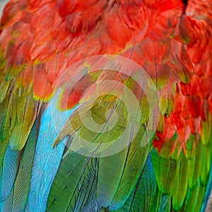 Greenwinged Macaw feathers