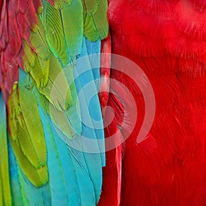 Greenwinged Macaw feathers