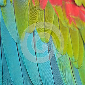 Greenwinged Macaw feathers