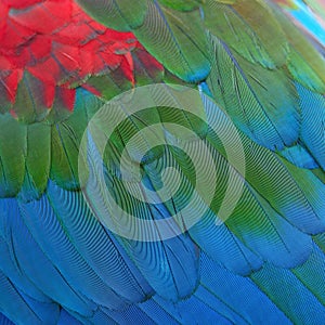 Greenwinged Macaw feathers