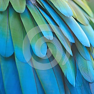 Greenwinged Macaw feathers