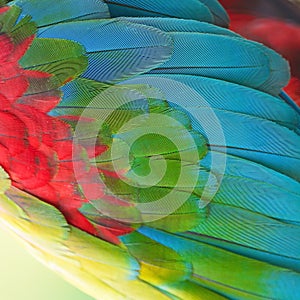 Greenwinged Macaw feathers