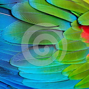 Greenwinged Macaw feathers