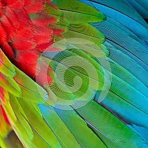 Greenwinged Macaw feathers