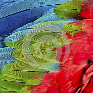 Greenwinged Macaw feathers