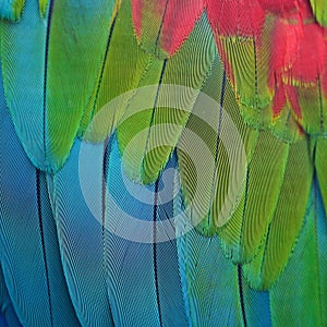 Greenwinged Macaw feathers photo
