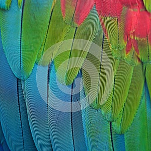 Greenwinged Macaw feathers