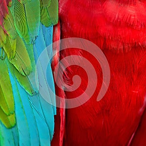 Greenwinged Macaw feathers