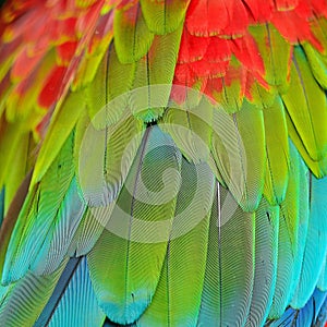 Greenwinged Macaw feathers