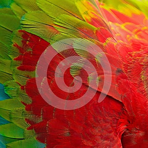 Greenwinged Macaw feathers