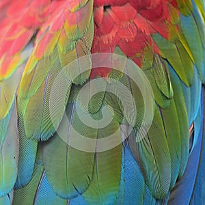 Greenwinged Macaw feathers