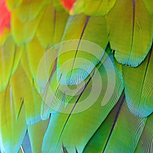 Greenwinged Macaw feathers