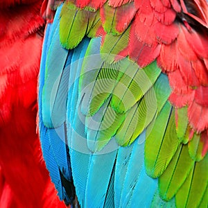 Greenwinged Macaw feathers