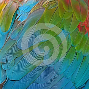 Greenwinged Macaw feathers