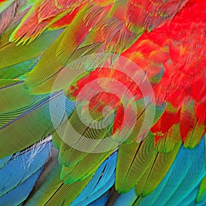 Greenwinged Macaw feathers photo