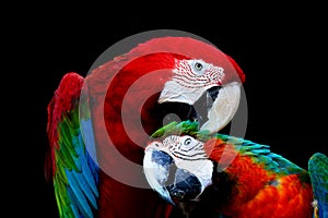 Greenwinged Macaw and Harlequin Macaw