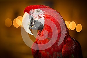 Greenwinged macaw pet parrot inside home with lights in background