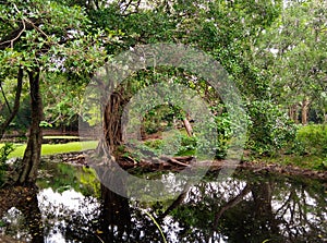 Greeny forest with a natural pond