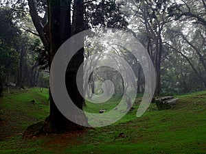 Greeny forest in Sri Lanka photo