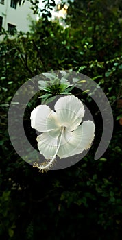 Greeny garden blossom flower