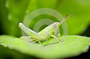 Greeny Grasshoper