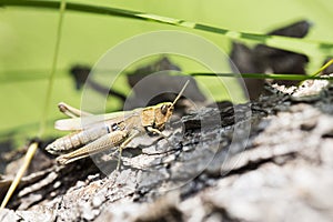 Greeny grasshopper clinging on fallen tree stem