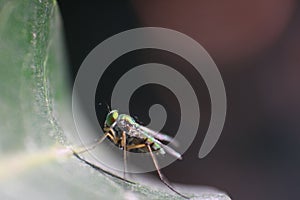 Greeny insect