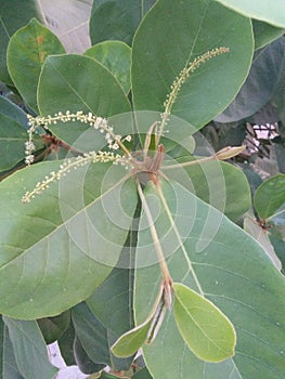 Greeny leaf with flower