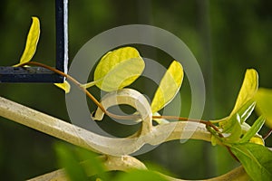 Greeny lovely leaves on a common plant