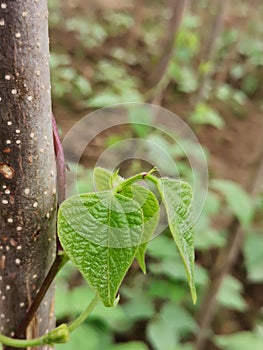 Greeny new beans buds