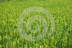 Greeny paddy fields  in india