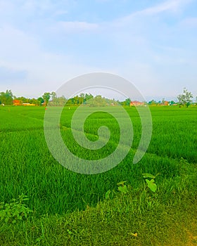 Greeny paddy fields in Yogyakarta, Java island